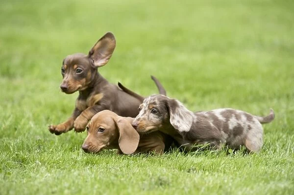 DOG - Miniature Short Haired Dachshund - puppies running through garden (7 weeks)