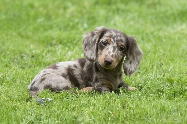 DOG - Miniature Short Haired Dachshund - puppy sitting in garden (7 weeks)