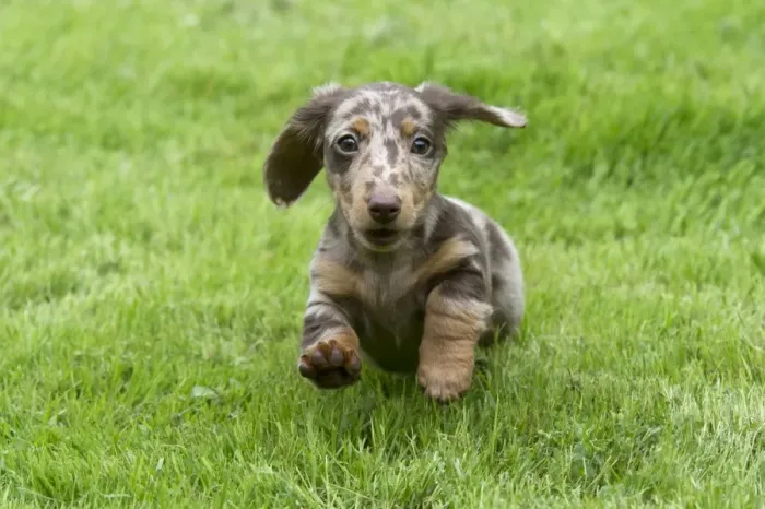 Framed Print : DOG - Miniature Short Haired Dachshund - puppy running through garden (7 weeks) Framed Print : DOG - Miniature Short Haired Dachshund - puppy running through garden (7 weeks)