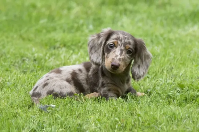 Framed Print : DOG - Miniature Short Haired Dachshund - puppy sitting in garden (7 weeks) Framed Print : DOG - Miniature Short Haired Dachshund - puppy sitting in garden (7 weeks)