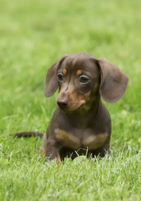 Framed Print : DOG - Miniature Short Haired Dachshund - puppy sitting in garden (7 weeks) Framed Print : DOG - Miniature Short Haired Dachshund - puppy sitting in garden (7 weeks)