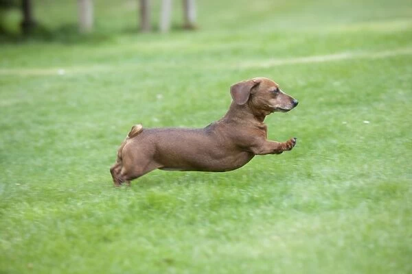 Dog - Miniature Short Haired Dachshund - running in garden (dogs tail should be long and pointed)