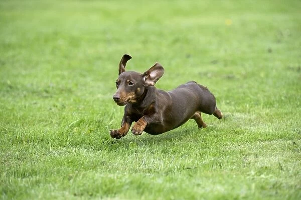 DOG - Miniature short haired dachshund running through garden
