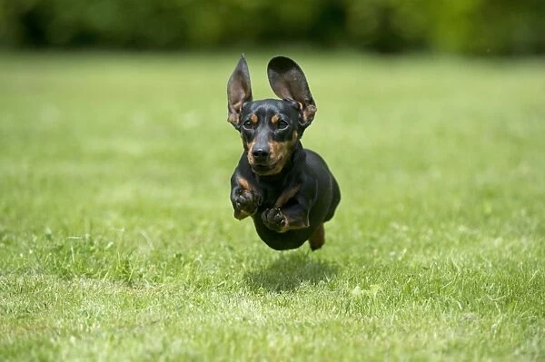 DOG - Miniature Short Haired Dachshund - running through garden