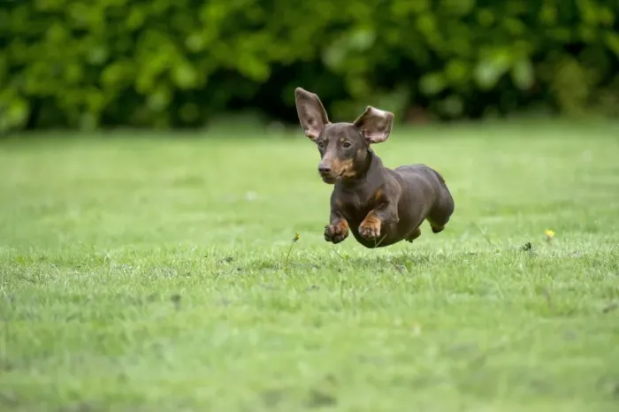 Framed Print : DOG - Miniature Short Haired Dachshund - running through garden