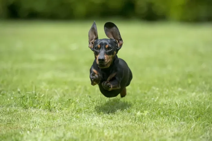 Framed Print : DOG - Miniature Short Haired Dachshund - running through garden Framed Print : DOG - Miniature Short Haired Dachshund - running through garden