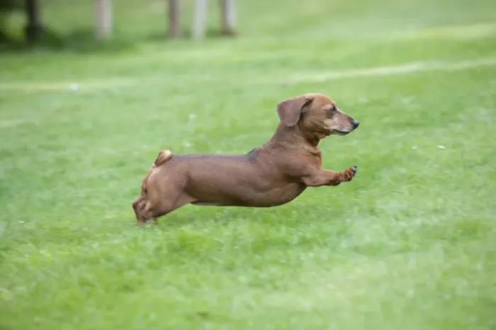 Framed Print : Dog - Miniature Short Haired Dachshund - running in garden (dogs tail should be long and pointed) Framed Print : Dog - Miniature Short Haired Dachshund - running in garden (dogs tail should be long and pointed)
