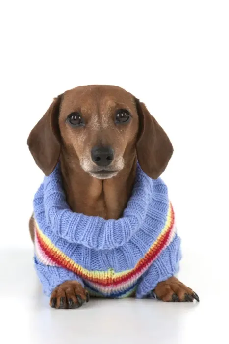 Framed Print : Dog - Miniature Short Haired Dachshund - wearing jumper Framed Print : Dog - Miniature Short Haired Dachshund - wearing jumper