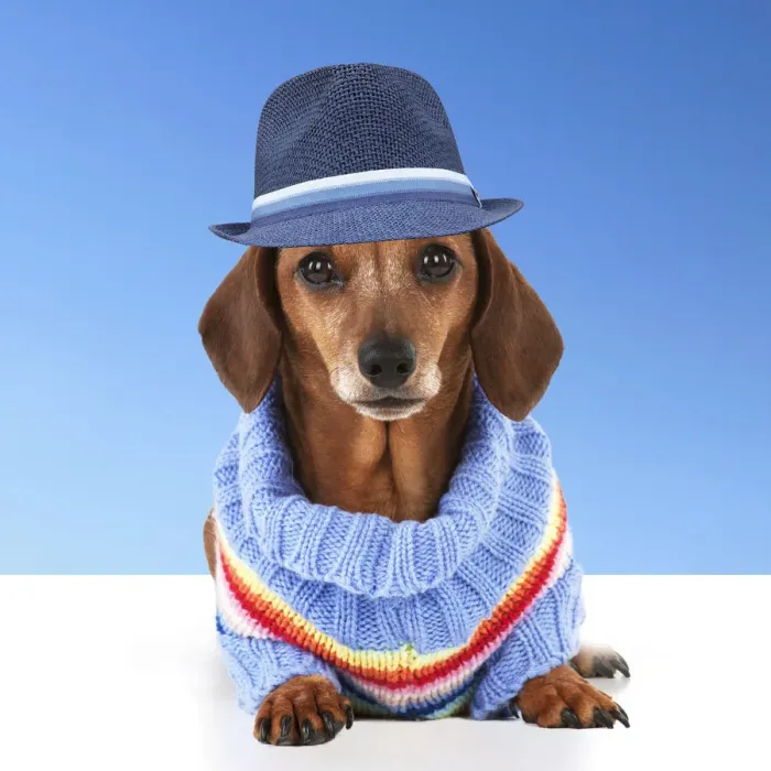 Framed Print : Dog - Miniature Short Haired Dachshund - wearing jumper and blue hat Framed Print : Dog - Miniature Short Haired Dachshund - wearing jumper and blue hat