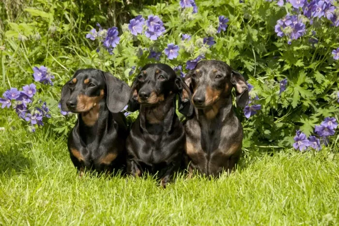 Framed Print : DOG - Miniature short haired dachshunds sitting in garden Framed Print : DOG - Miniature short haired dachshunds sitting in garden