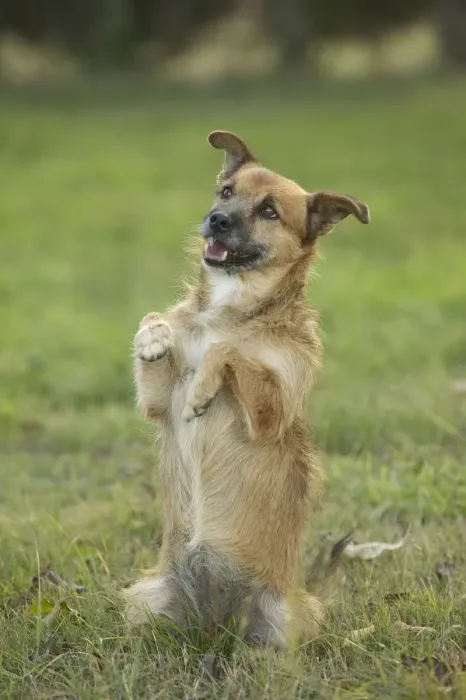 Framed Print : Dog - Mongrel begging, on hind legs Framed Print : Dog - Mongrel begging, on hind legs