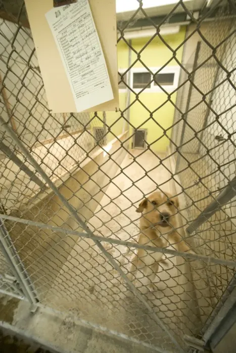 Framed Print : Dog - mongrel in cage at rescue centre Framed Print : Dog - mongrel in cage at rescue centre
