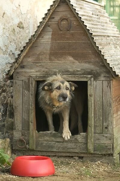 Dog - Mongrel in dog house  /  kennel