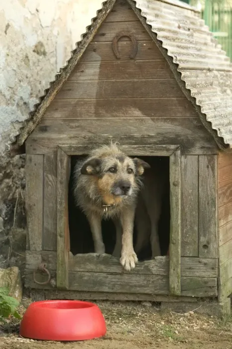 Framed Print : Dog - Mongrel in dog house / kennel Framed Print : Dog - Mongrel in dog house / kennel
