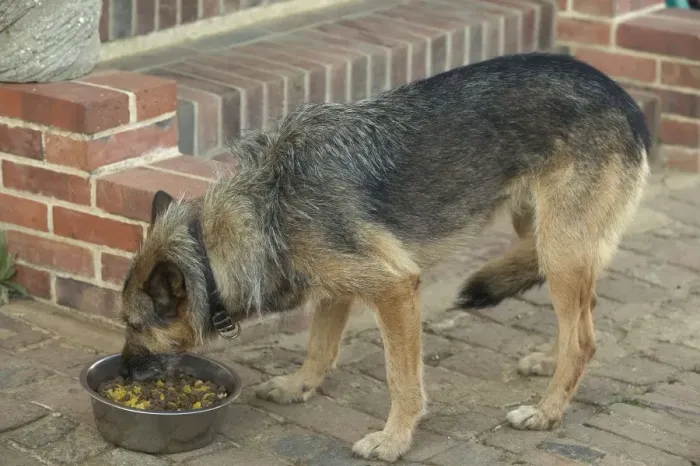 Framed Print : Dog - Mongrel eating food outside Framed Print : Dog - Mongrel eating food outside