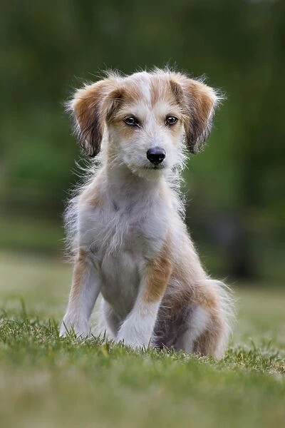 Dog - Mongrel Jack Russell - puppy in garden