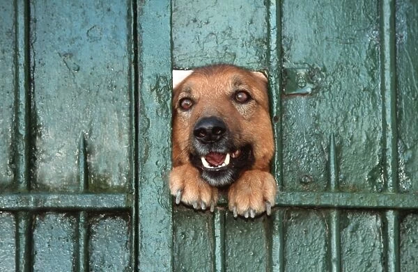 Dog - Mongrel looking through hole in gate