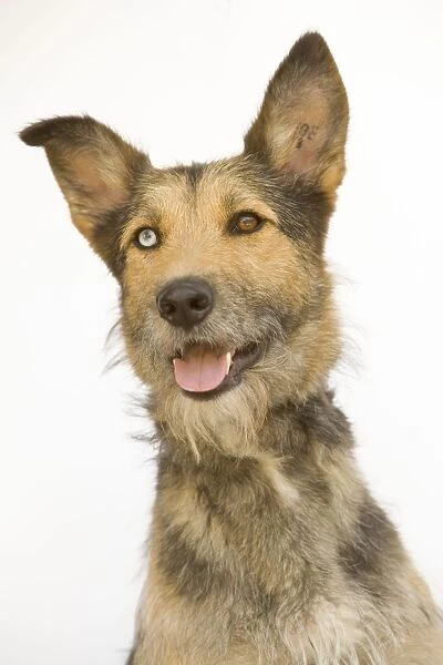 Dog - mongrel, with odd eyes