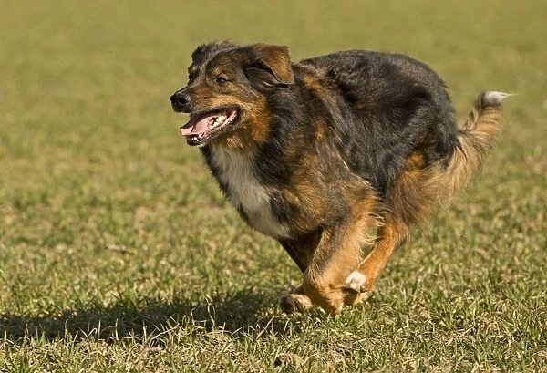 Dog - mongrel outside running