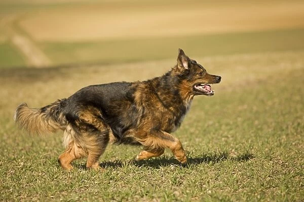 Dog - mongrel outside running