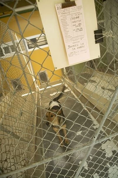 Dog - mongrel at rescue centre, in cage