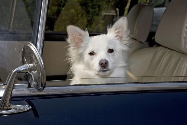 Dog - Mongrel sitting in car