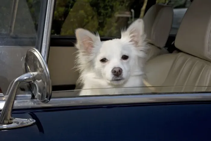 Framed Print : Dog - Mongrel sitting in car Framed Print : Dog - Mongrel sitting in car