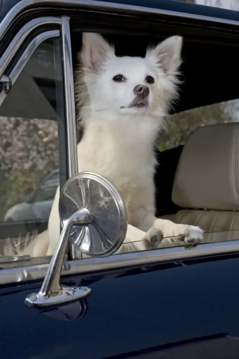 Framed Print : Dog - Mongrel sitting in car Framed Print : Dog - Mongrel sitting in car