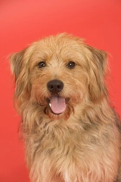 Dog - Mongrel in studio - red background