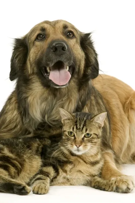 Framed Print : Dog - Mongrel with tabby cat Framed Print : Dog - Mongrel with tabby cat