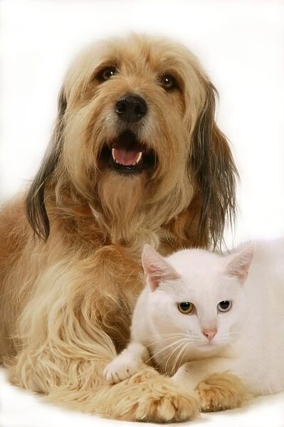 Dog - Mongrel with white cat with odd eyes