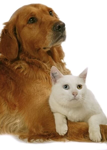 Dog - Mongrel with white cat with odd eyes