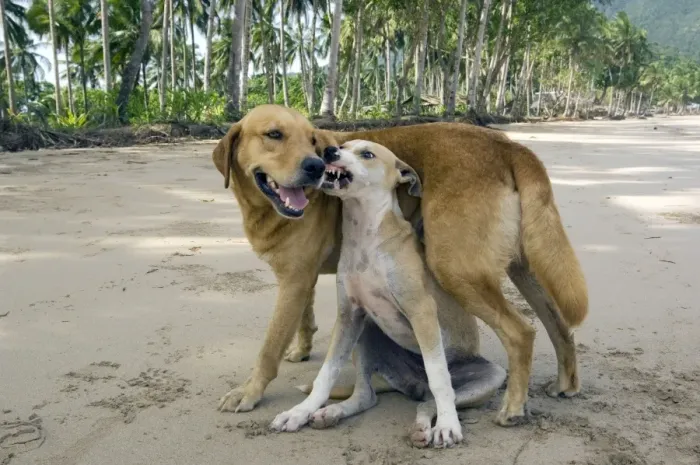 Framed Print : Dog - mongrels play, imitating aggression (the smaller and weaker dog especially), and roam free on a beach in Sabang, Palawan, Philippines. February. Ph41. 1374 Framed Print : Dog - mongrels play, imitating aggression (the smaller and weaker dog especially), and roam free on a beach in Sabang, Palawan, Philippines. February. Ph41. 1374