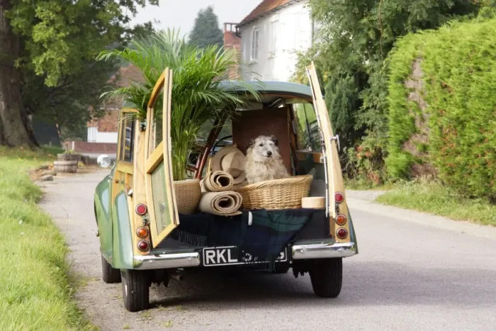 Framed Print : Dog - in back of Morris Minor Traveller 1969 during house move Framed Print : Dog - in back of Morris Minor Traveller 1969 during house move