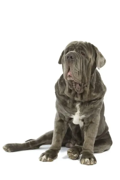 Framed Print : Dog - Neapolitan Mastiff / Mastino Napoletano / Matin de Naples - in studio Framed Print : Dog - Neapolitan Mastiff / Mastino Napoletano / Matin de Naples - in studio