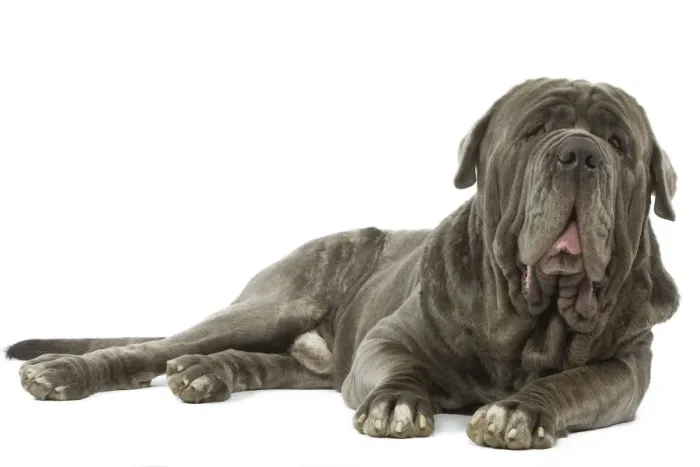 Framed Print : Dog - Neapolitan Mastiff / Mastino Napoletano / Matin de Naples - in studio Framed Print : Dog - Neapolitan Mastiff / Mastino Napoletano / Matin de Naples - in studio