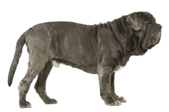 Framed Print : Dog - Neapolitan Mastiff / Mastino Napoletano / Matin de Naples - in studio Framed Print : Dog - Neapolitan Mastiff / Mastino Napoletano / Matin de Naples - in studio