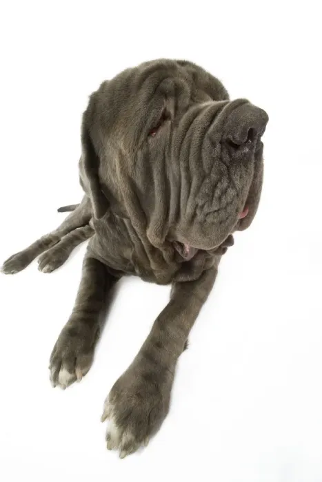 Framed Print : Dog - Neapolitan Mastiff / Mastino Napoletano / Matin de Naples - in studio Framed Print : Dog - Neapolitan Mastiff / Mastino Napoletano / Matin de Naples - in studio