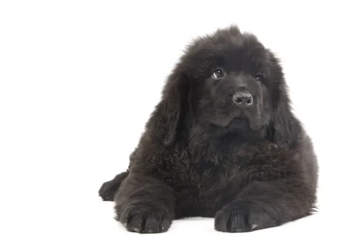 Framed Print : Dog - Newfoundland puppy in studio Framed Print : Dog - Newfoundland puppy in studio