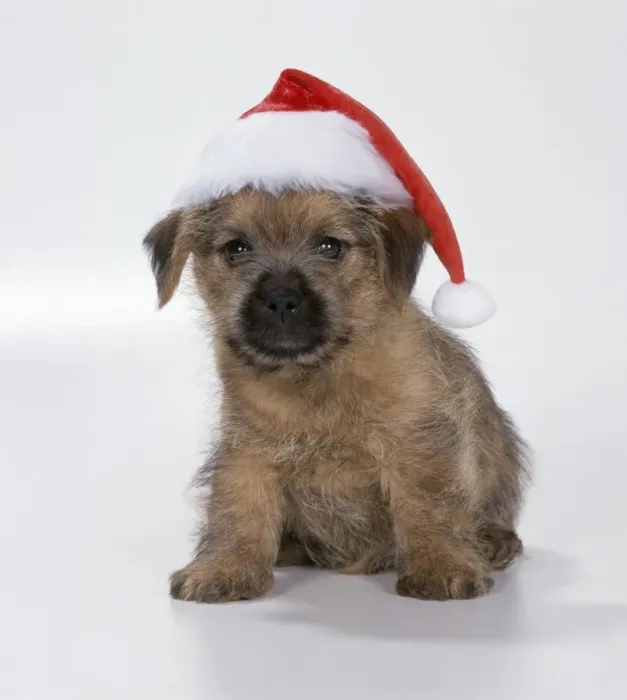 Framed Print : Dog - Norfolk Terrier Puppy in Christmas hat Framed Print : Dog - Norfolk Terrier Puppy in Christmas hat