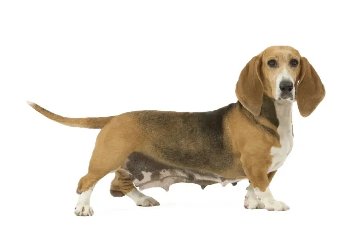 Framed Print : Dog - Norman Artesian basset hound in studio Framed Print : Dog - Norman Artesian basset hound in studio