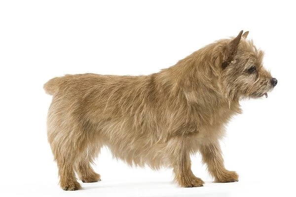 Dog - Norwich Terrier