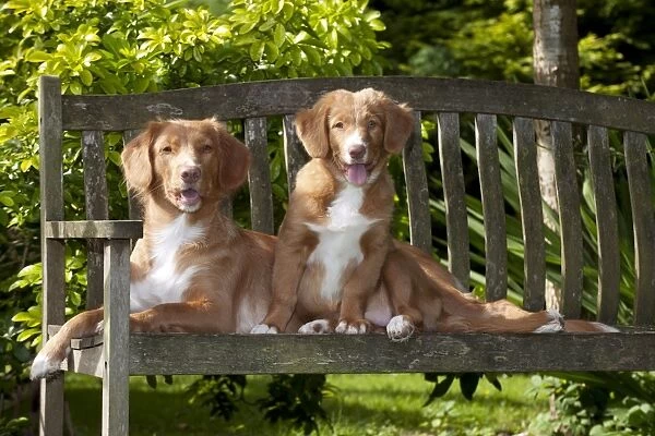 DOG - Nova scotia duck tolling retriever and 12 week old puppy sitting on garden bench