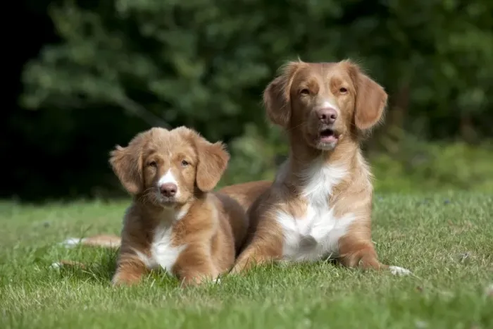 Framed Print : DOG - Nova scotia duck tolling retriever and 12 week old puppy Framed Print : DOG - Nova scotia duck tolling retriever and 12 week old puppy