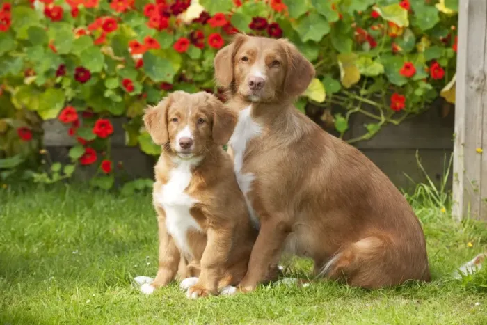 Framed Print : DOG - Nova scotia duck tolling retriever and 12 week old puppy Framed Print : DOG - Nova scotia duck tolling retriever and 12 week old puppy