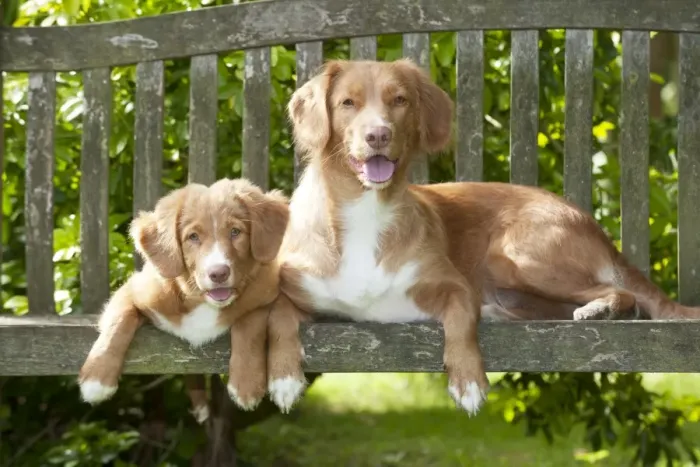 Framed Print : DOG - Nova scotia duck tolling retriever and 12 week old puppy sitting on garden bench Framed Print : DOG - Nova scotia duck tolling retriever and 12 week old puppy sitting on garden bench