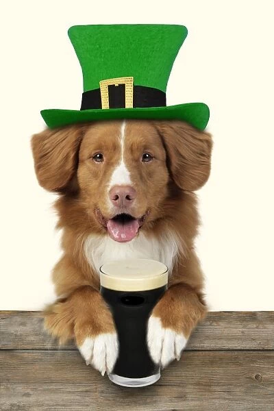 Dog - Nova Scotia Duck Tolling Retriever - wearing a Saint Patrick's Day hat and holding a pint of Irish Stout. Digital Manipulation: Fence & Dog JD - Hat & pint Su - added background colour