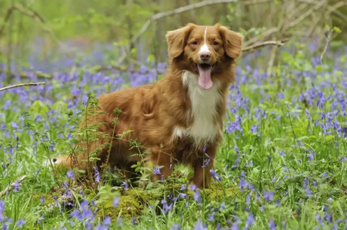Framed Print : Dog. Nova Scotia Duck Tolling Retriever in bluebells Framed Print : Dog. Nova Scotia Duck Tolling Retriever in bluebells