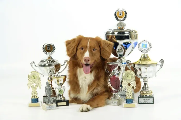 Framed Print : Dog. Nova Scotia Duck Tolling Retriever with cups Framed Print : Dog. Nova Scotia Duck Tolling Retriever with cups