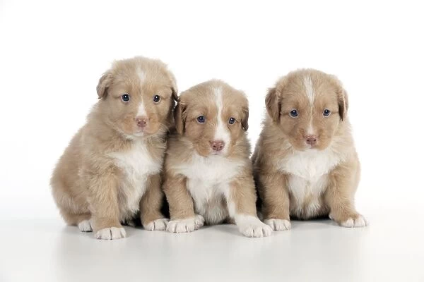 DOG - Nova scotia duck tolling retriever puppies sitting together (6 weeks)